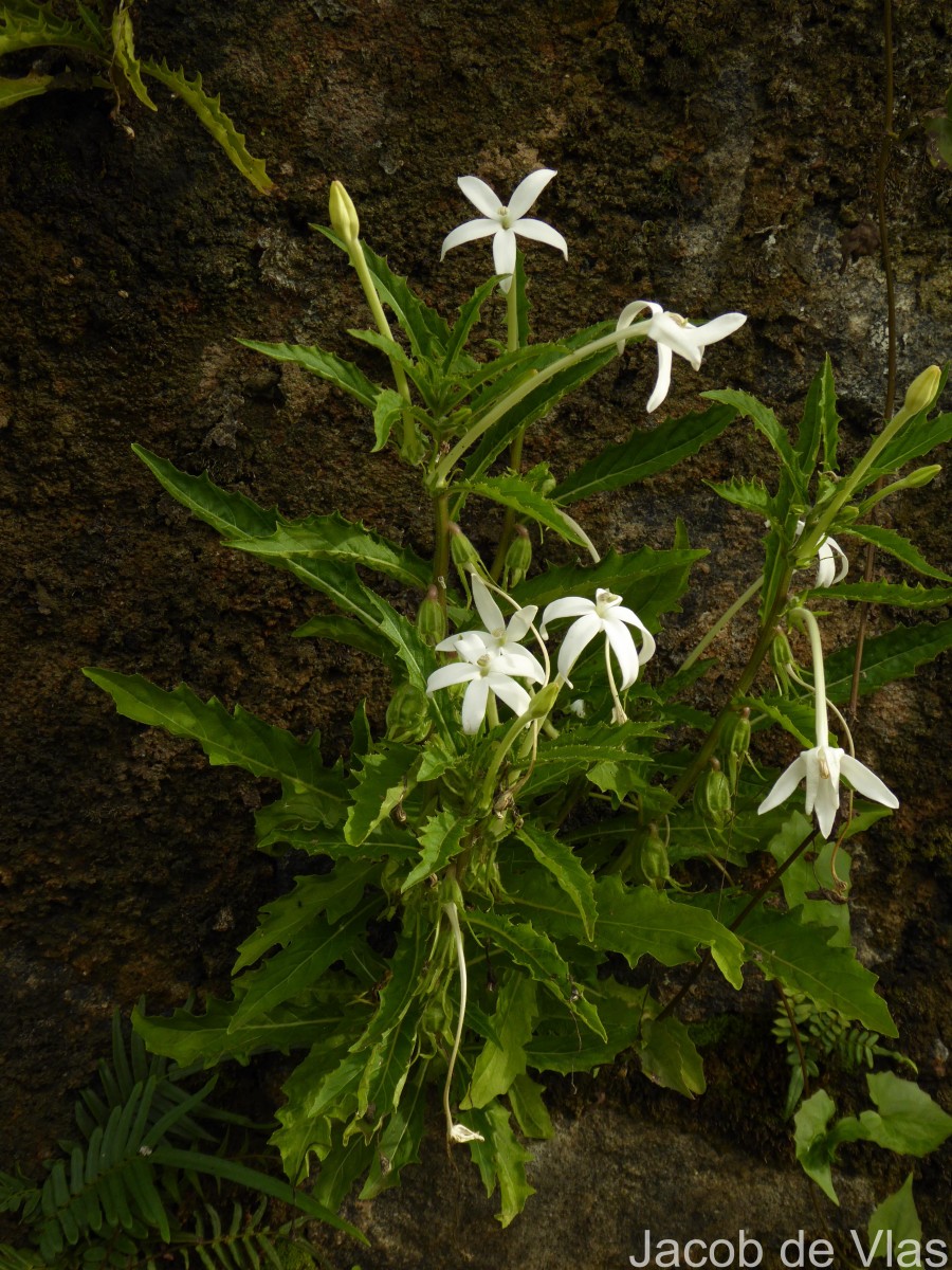 Hippobroma longiflora (L.) G.Don